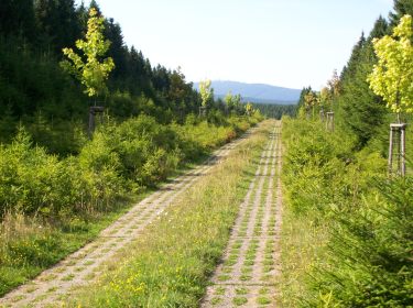 Brocken bei Sorge 0809