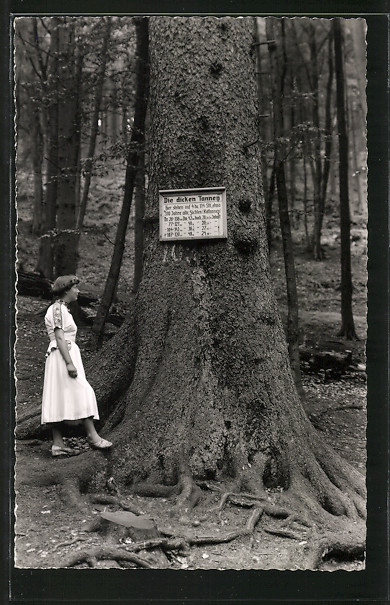 AK-Hohegeiss-Partie-bei-den-Dicken-Tannen-Maedchen-neben-ueber-300-jaehriger-Rottanne